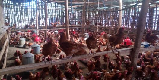 chicken