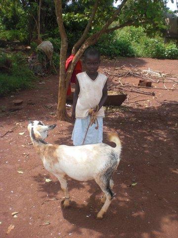 Image for: Goats for the Orphans